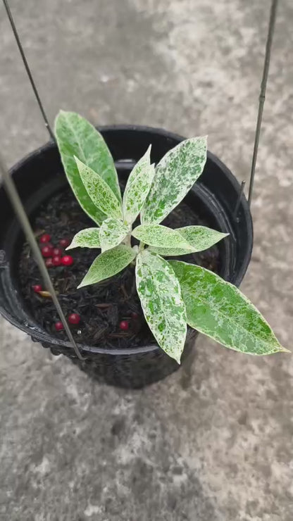 Hoya bundle incurvula and pandawa