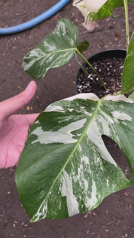 Monstera Variegated exact plant