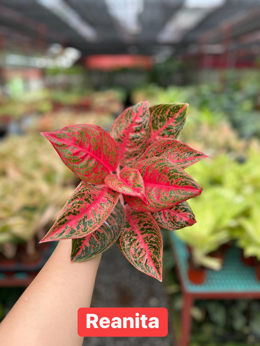 Aglaonema Reanita