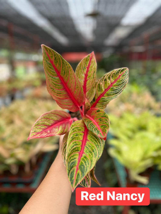 Aglaonema Red Nancy
